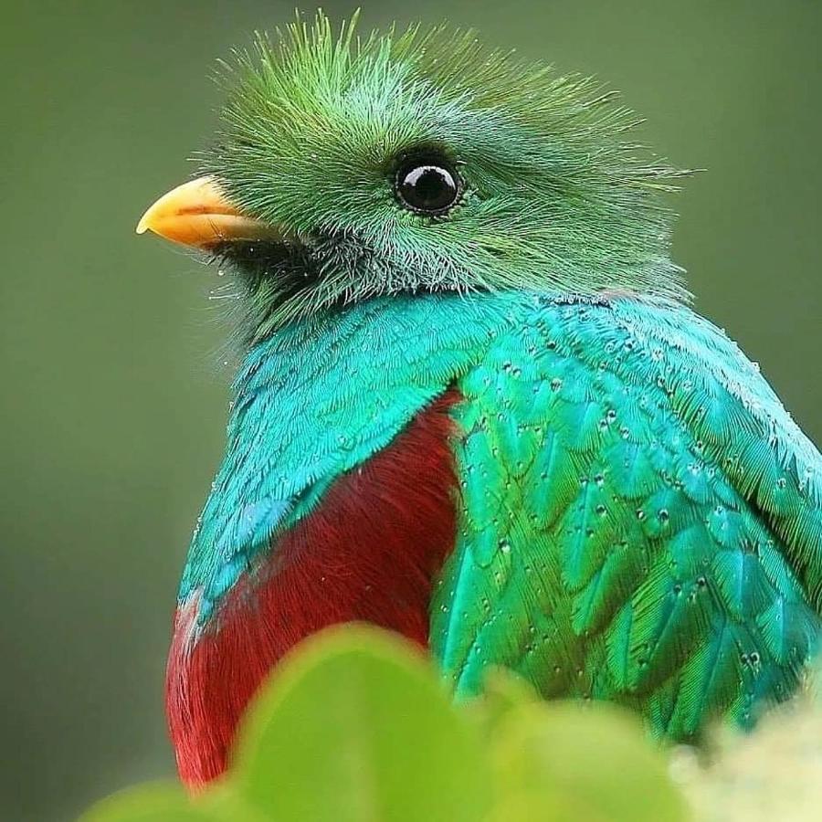 Cabinas El Quetzal San Gerardo de Dota Buitenkant foto