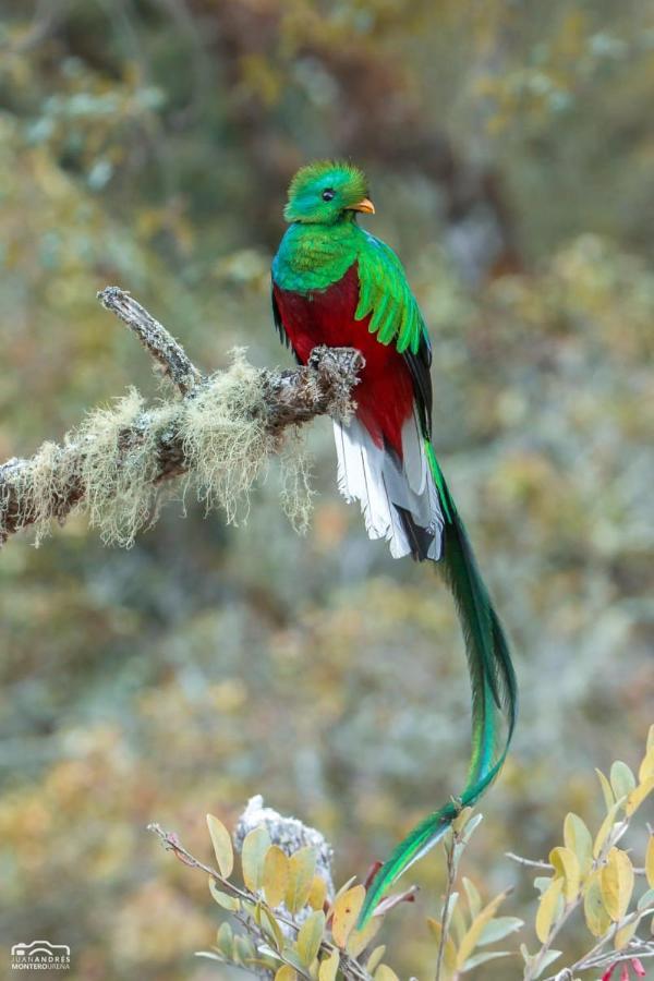 Cabinas El Quetzal San Gerardo de Dota Buitenkant foto